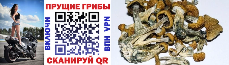 Галлюциногенные грибы Psilocybe  Алупка 